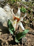 Erythronium caucasicum